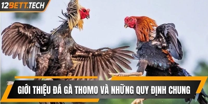 Giới Thiệu Đá Gà Thomo Và Những Quy Định Chung Liên Quan