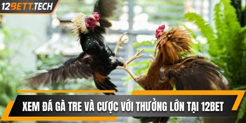 Xem Đá Gà Tre Và Đặt Cược Với Thưởng Lớn Tại 12BET